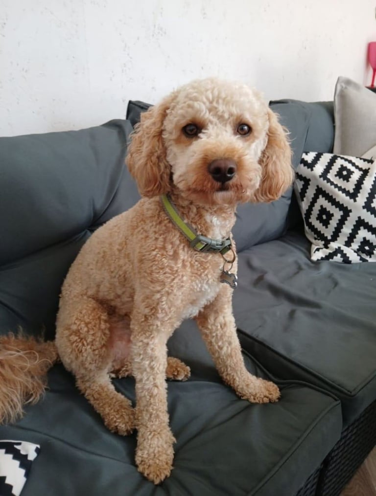image for Cavapoo 2 year old