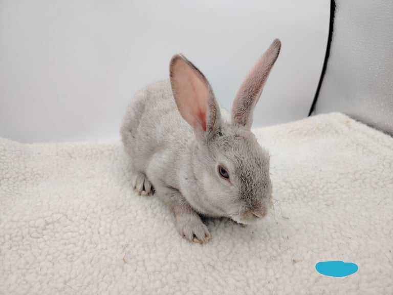 4 lovely mini rex boys