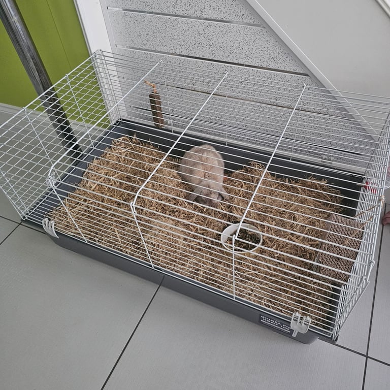 Lop rabbit