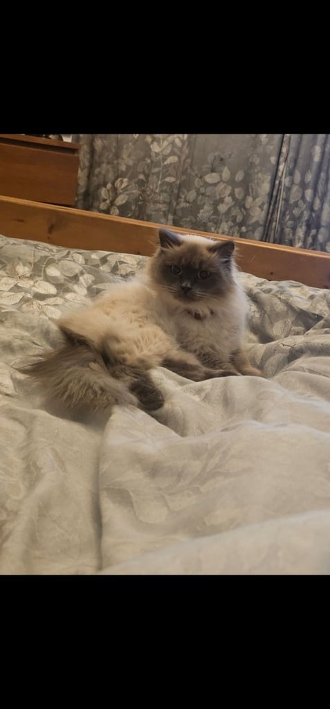 image for Ragdol female cat 15 months old