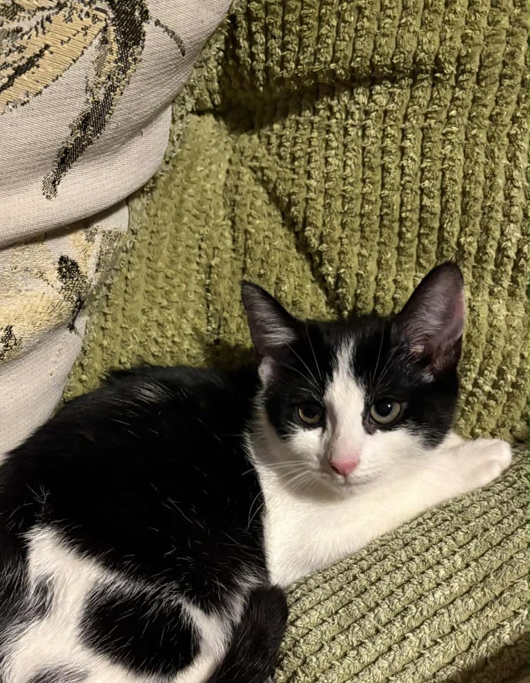 5 mixed beautiful and lovely kittens 