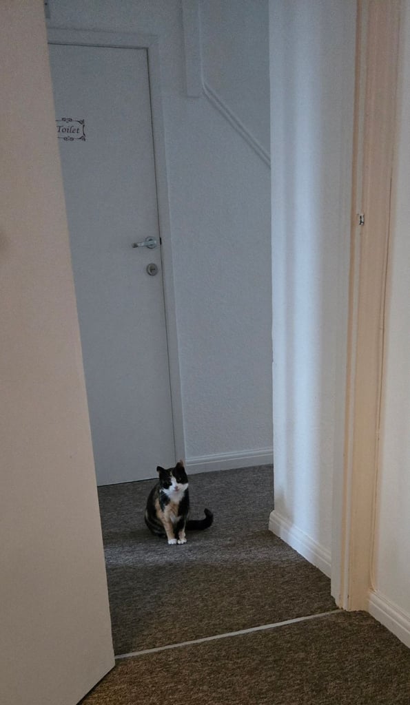 Calico Female Cat – 1 Year Old Responsible Rehoming