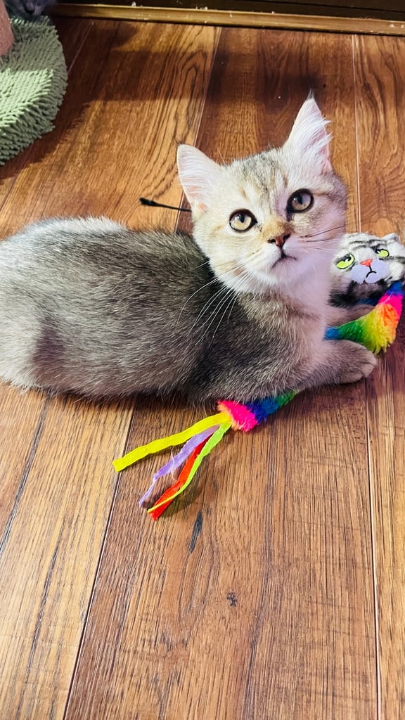Beautiful BSH boy in rare colour 