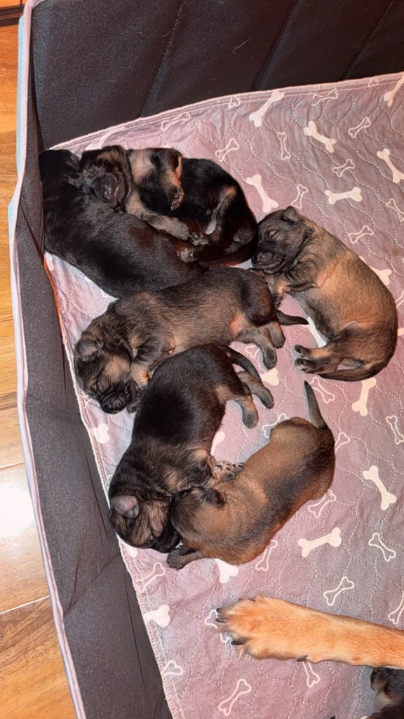 German Shepard puppies for sale 