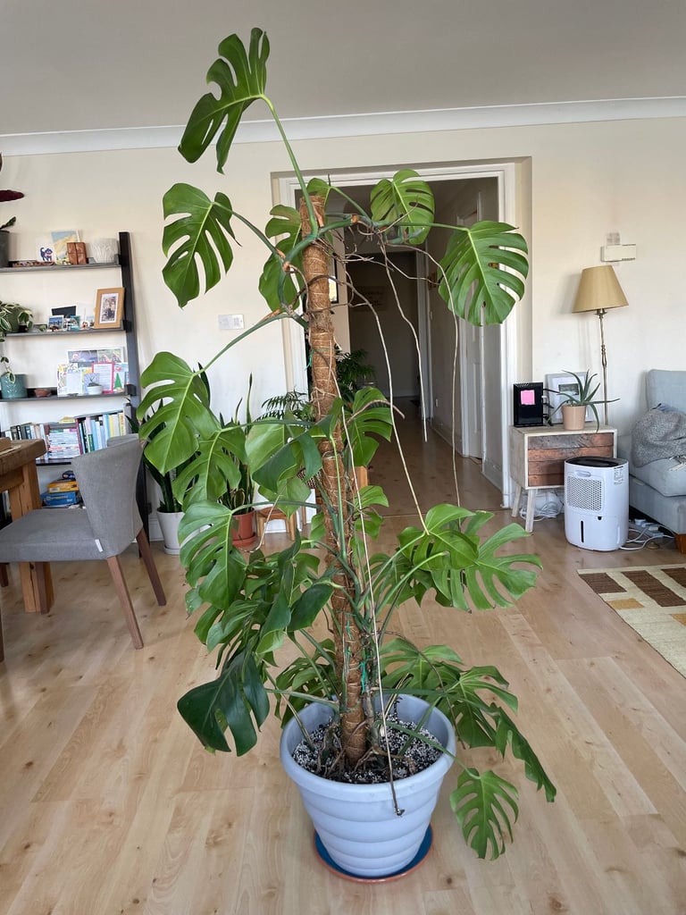 Beautiful Monstera Deliciosa