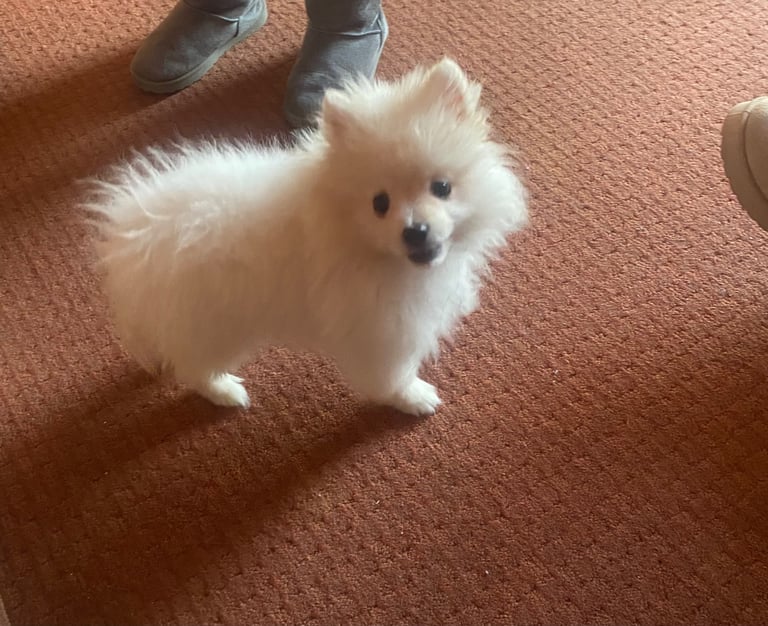 Pomeranian puppy