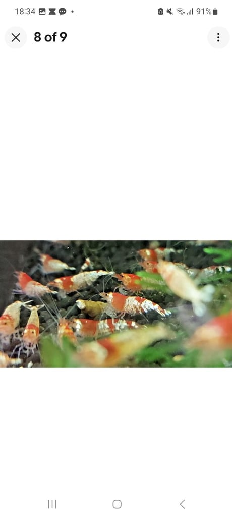 Crystal red shrimp