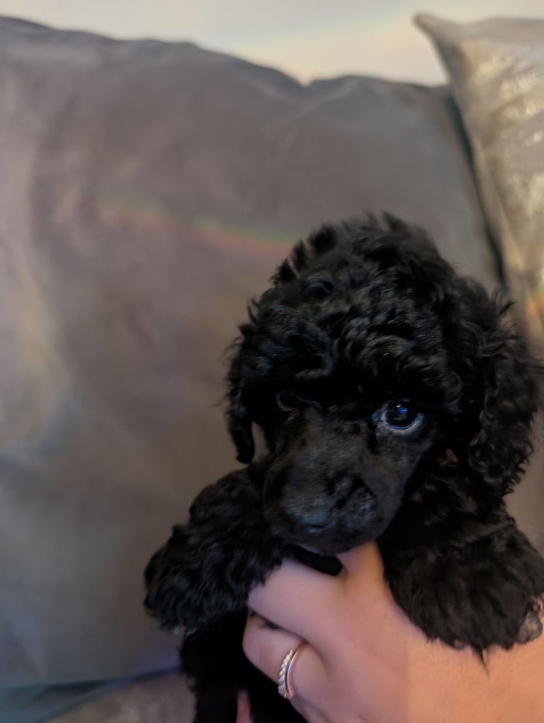 Toy poodle 