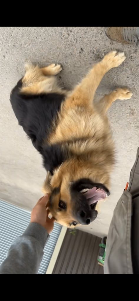 GERMAN SHEPHARD PUPPIES READY TO GO IN 1 WEEK