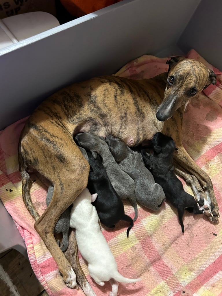 Whippet pups ready to go nice and small mother and farther