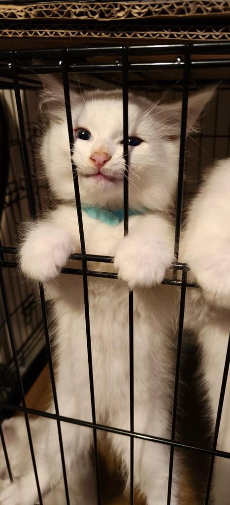 image for White Kittens