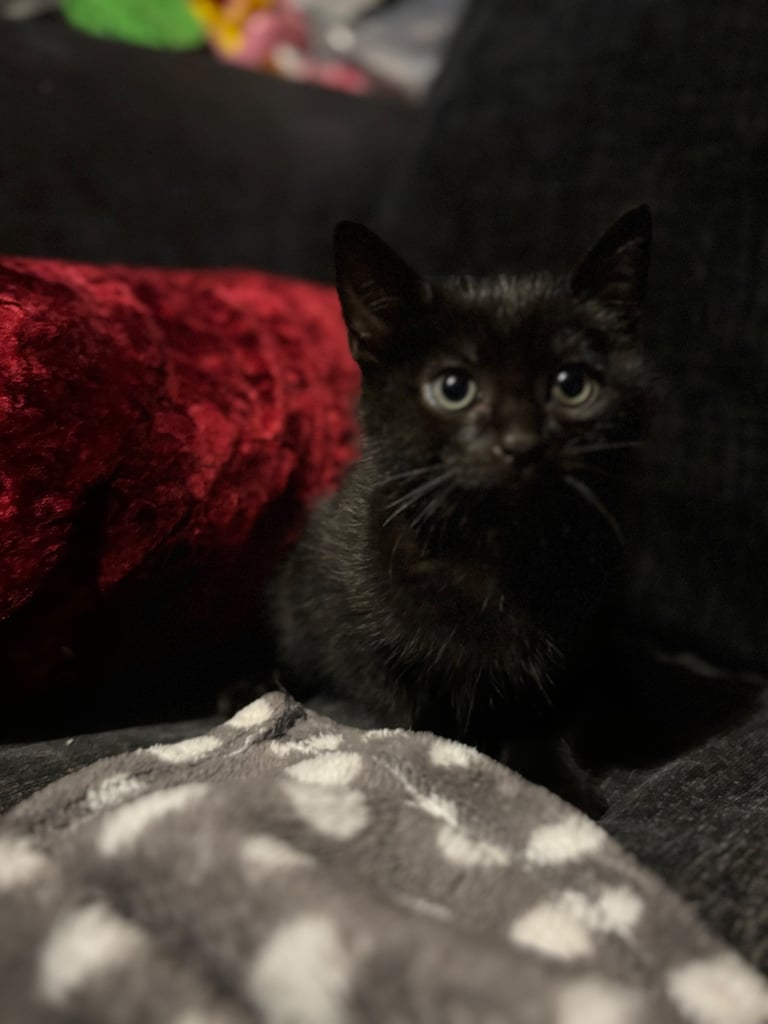 Black kitten 9 weeks old male 