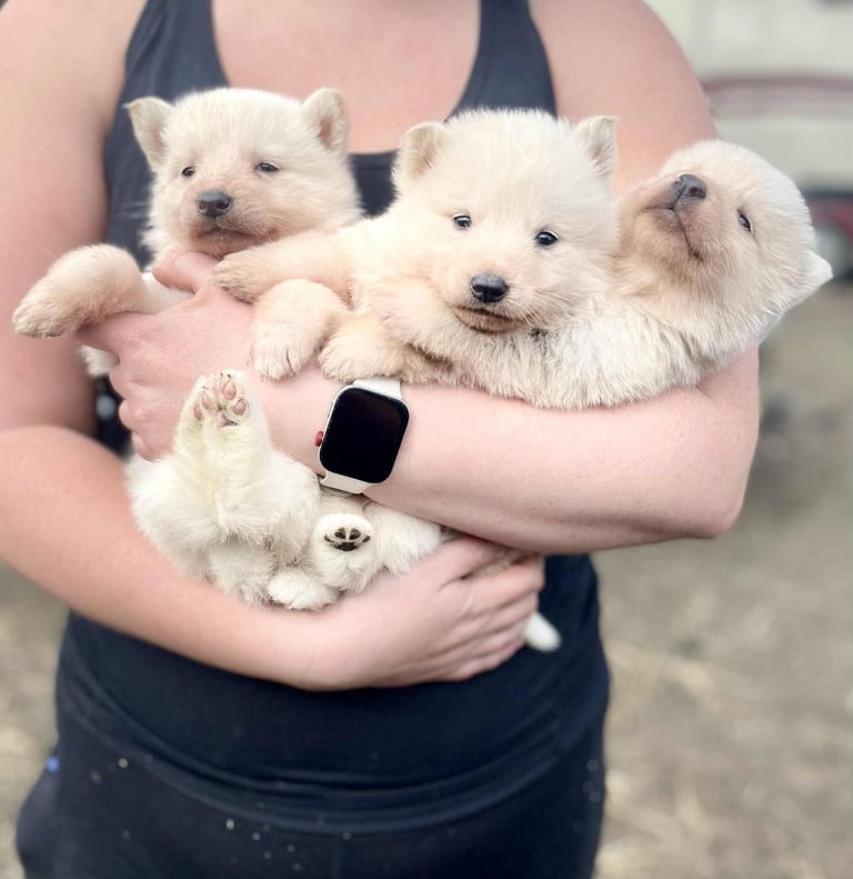 * READY NOW * German Shepherd x Siberian Husky Puppies