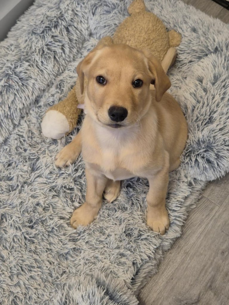 LABRADOR PUPPY FOR SALE 