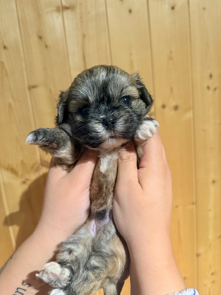 Shih tzu