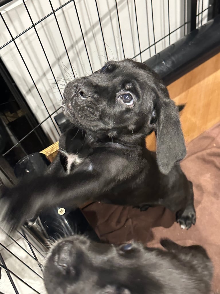 Cane corso puppies
