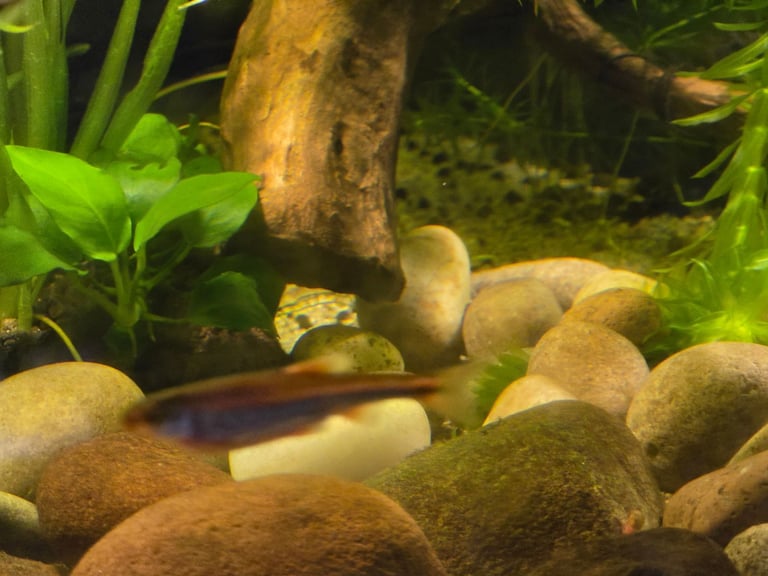 tropical fish, discus, red pleco, endlers guppies ,
