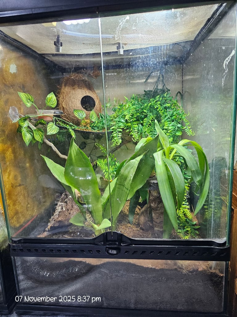 Crested gecko set up exo terra 