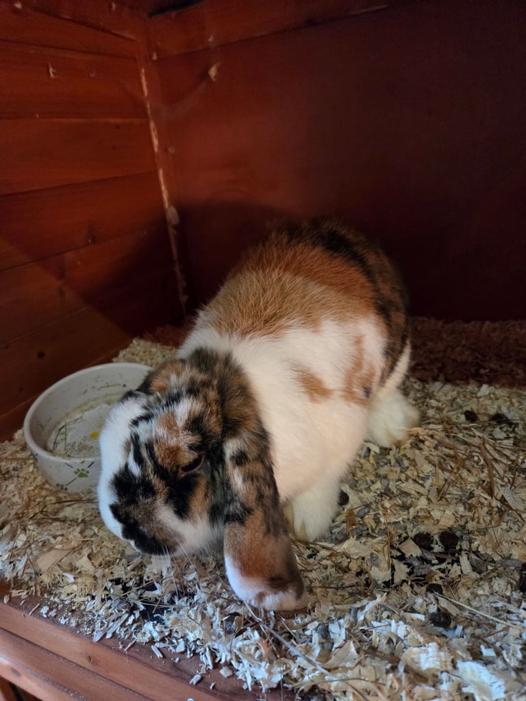 Female mini lops available 