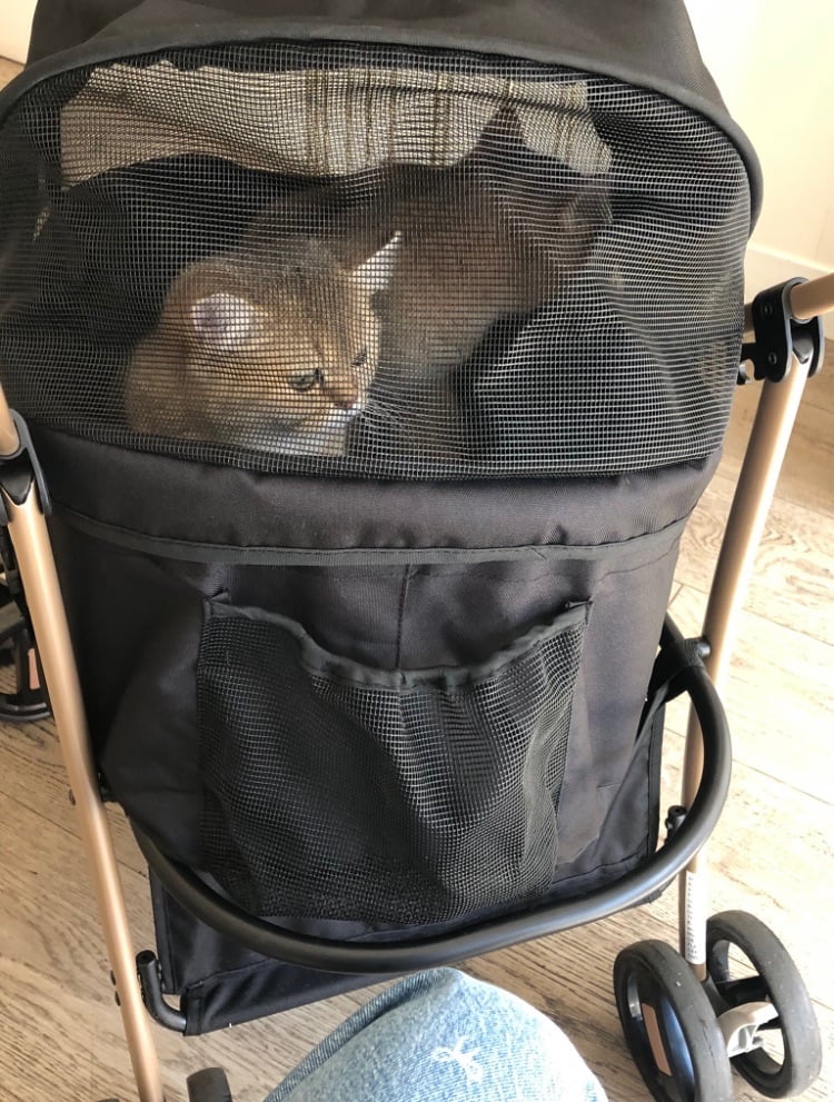Pet stroller with gold bsh pair