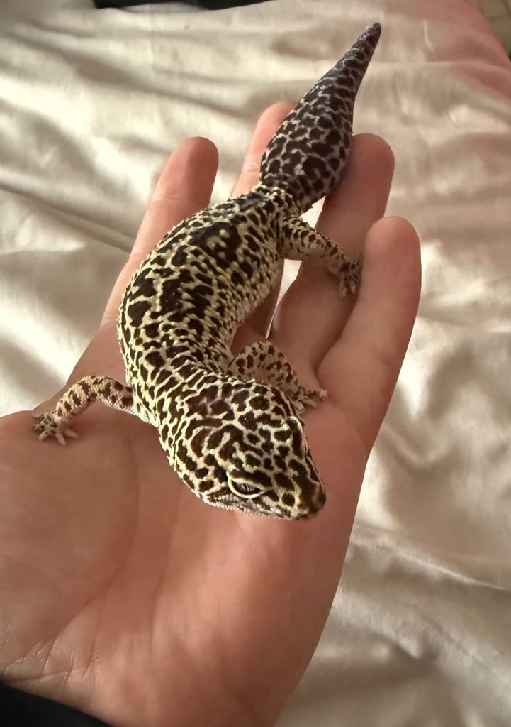 Female Geko and full set up (SOLD PENDING COLLECTION)