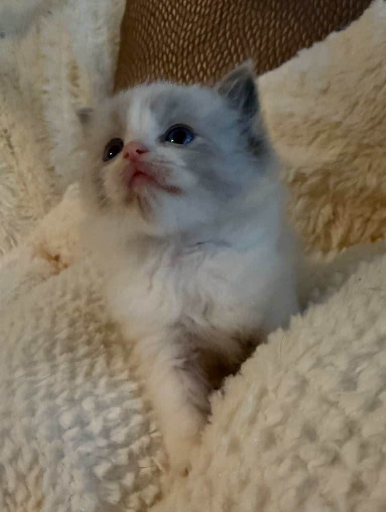 Gccf Ragdolls 🥇M&F 💙🩷 7wk 5 wk & 20wk kittens 
