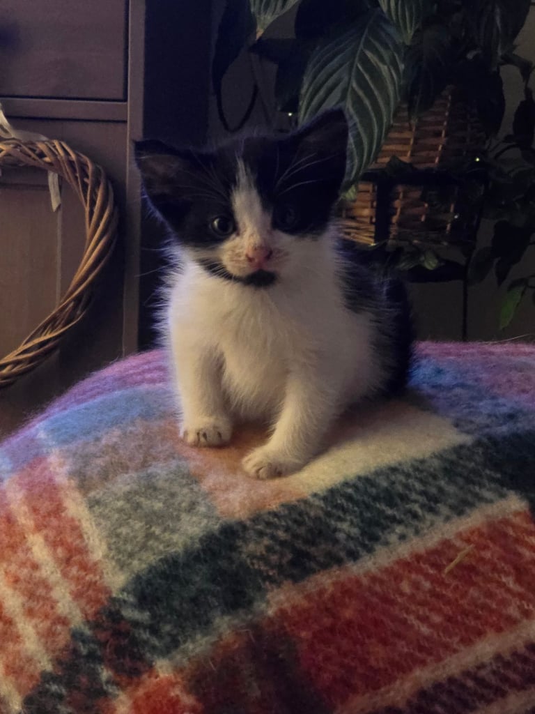 2 Beautiful kittens 