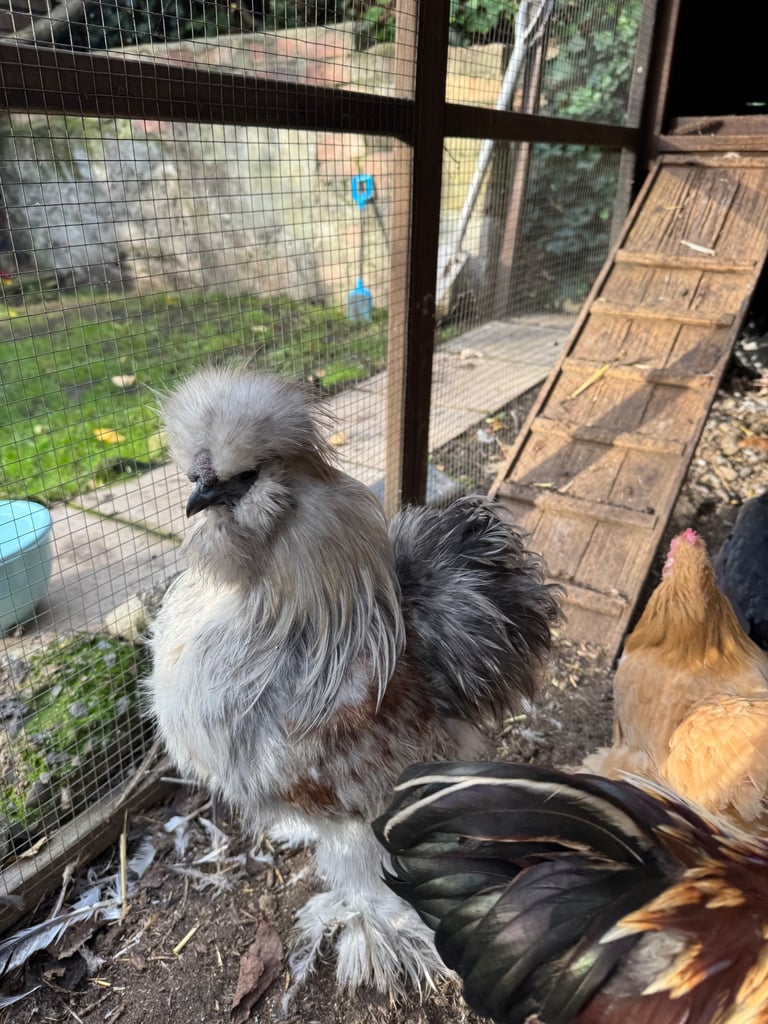 Silkie Cockerel