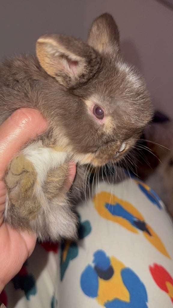 Mini lop bunnies 