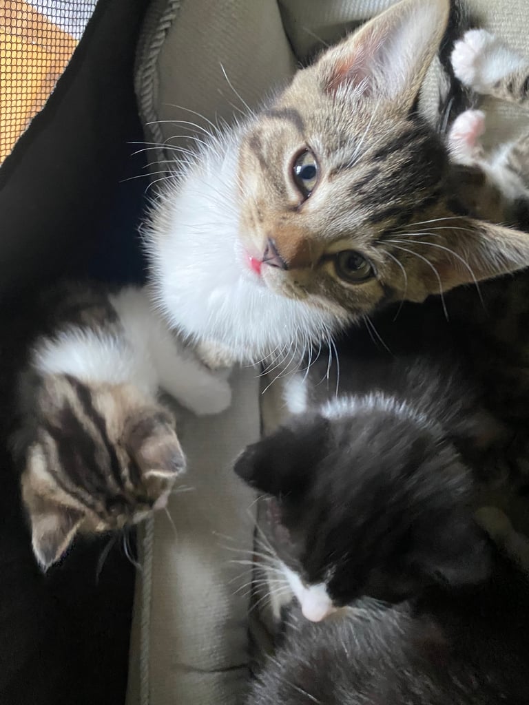 Kittens / Cats
