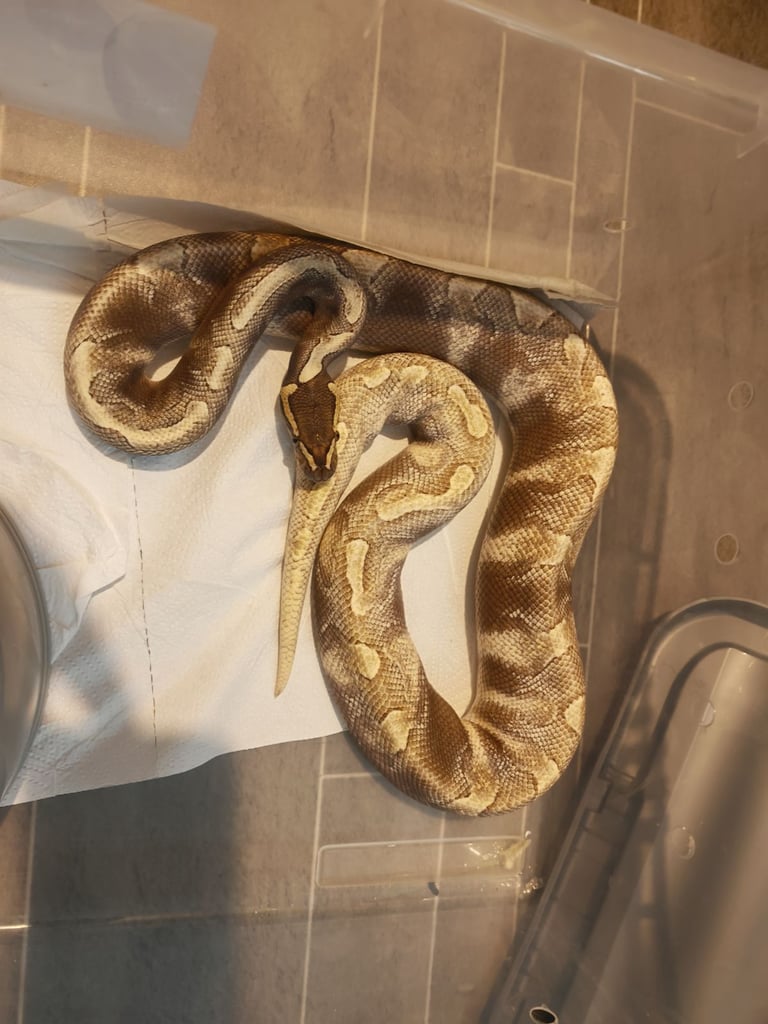 image for Ball pythons 