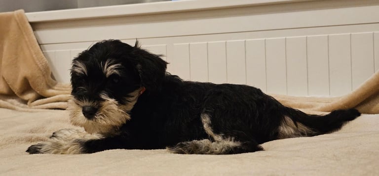 Miniature Schnauzer Puppies - 7 Adorable Girsl waiting for a loving forever homes. 