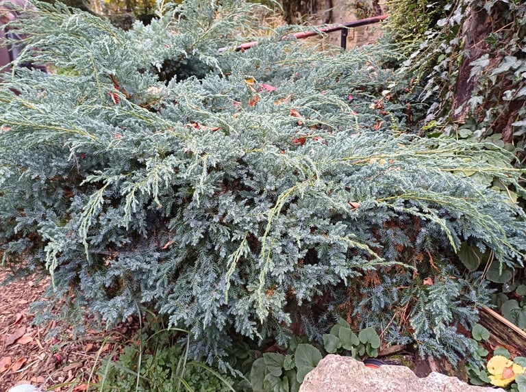 Any evergeen shrub bush low tree