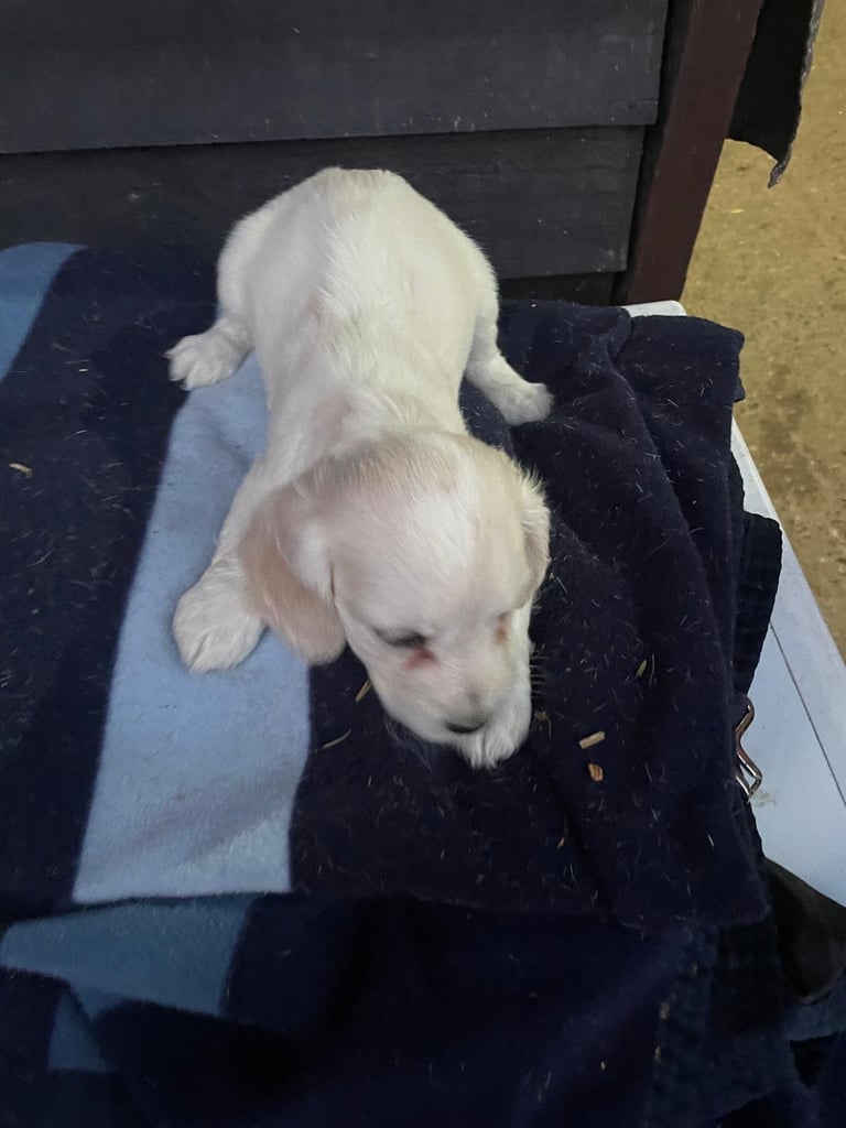 Pure cocker puppies 1 bitch left 