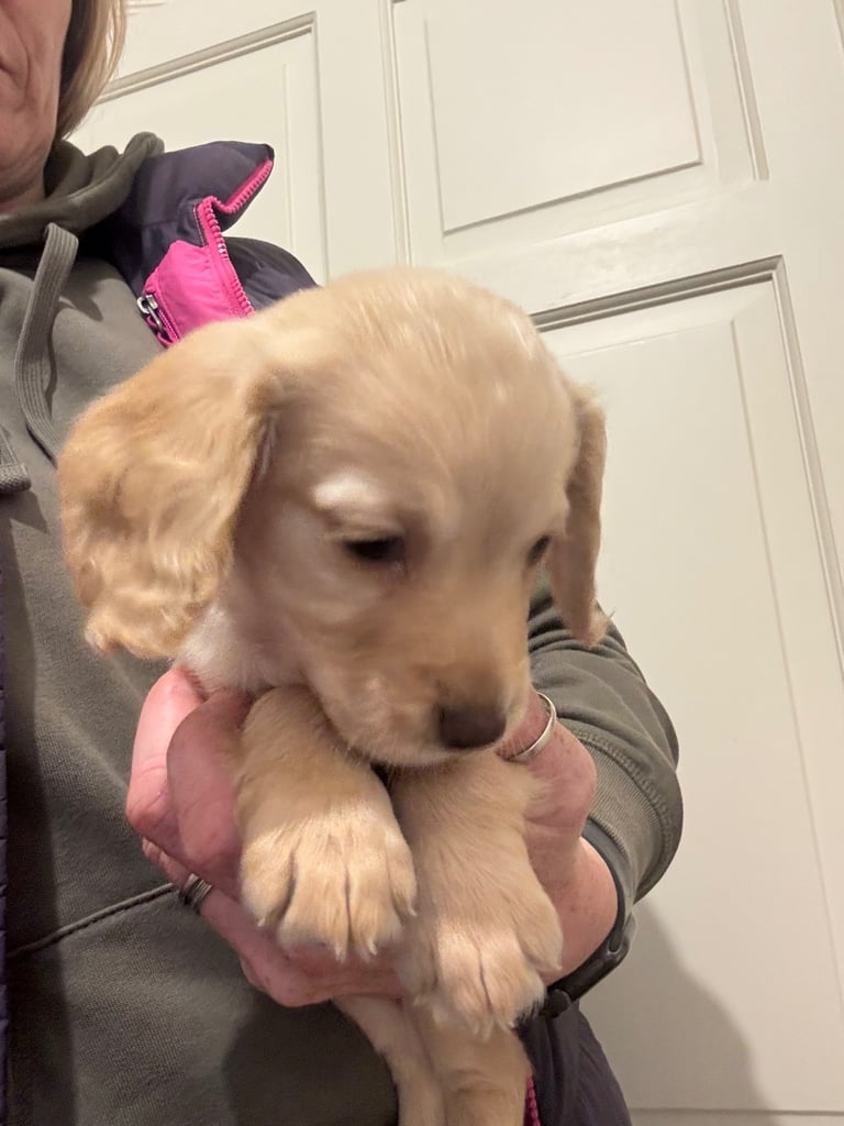 KC Cocker Spaniel Pups - ready to go sunday
