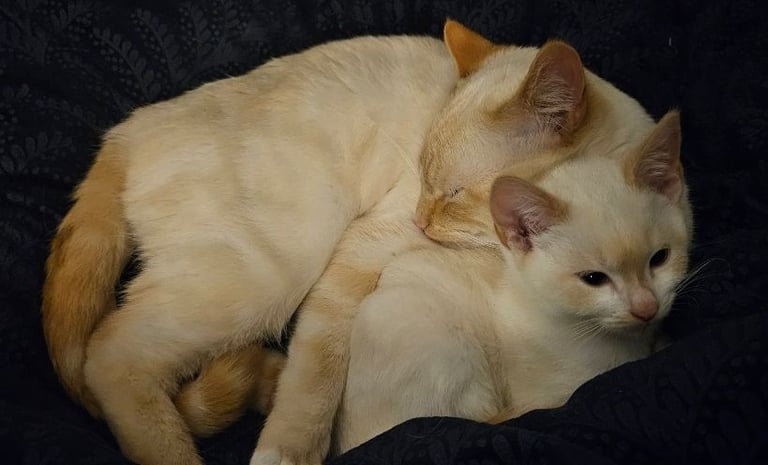 Stunning blue eyed, part pedigree kittens