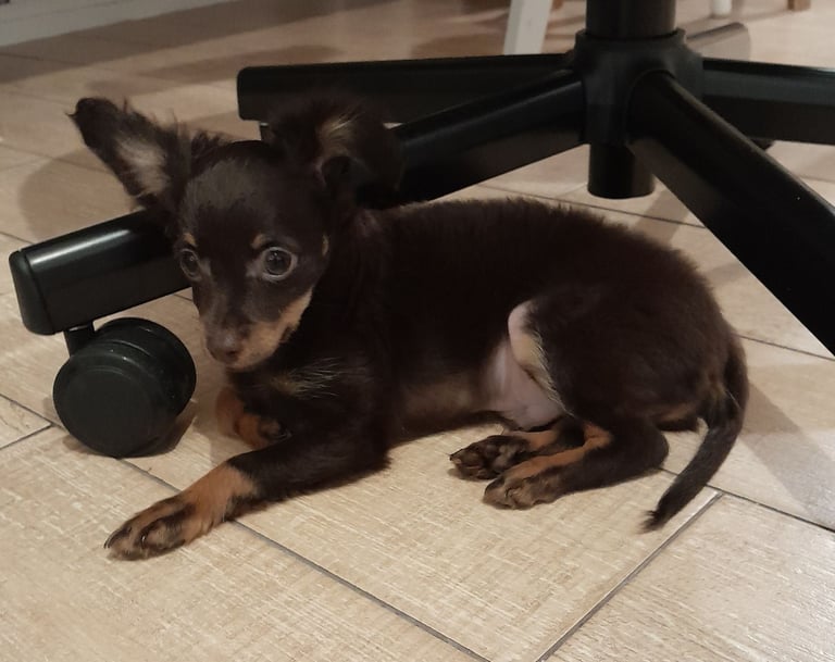 Purebred Russian Toy Terrier puppy long-haired