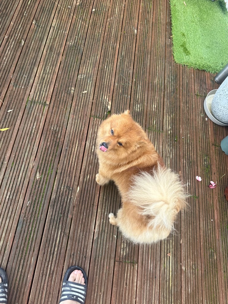 Pomeranian dog almost 3 years
