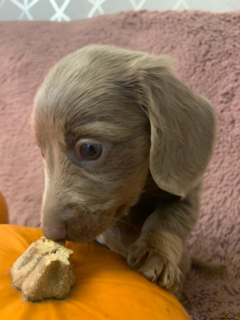 Miniature Dashunds Full fluffys 