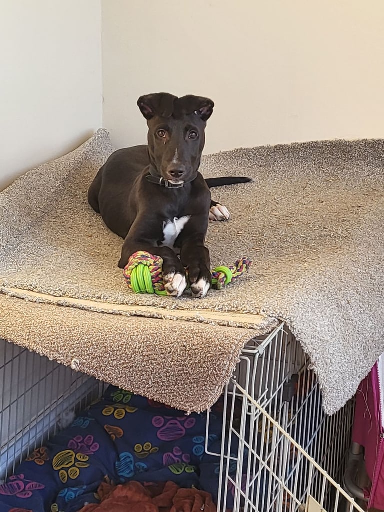 Bandit 4 month old lurcher 