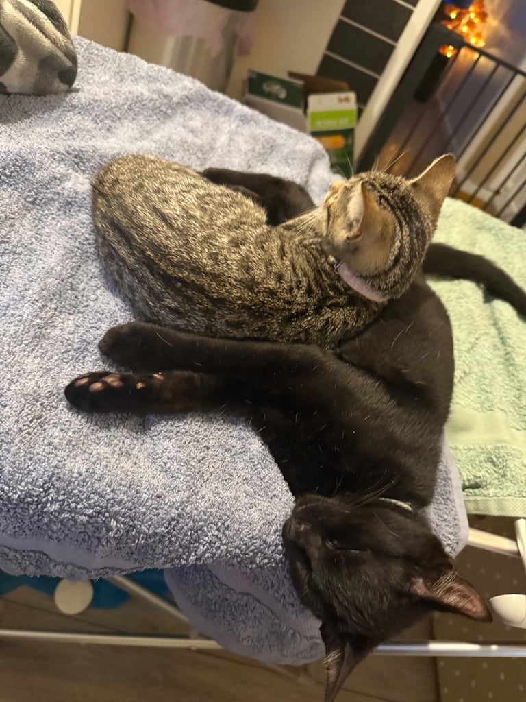 Two kittens
