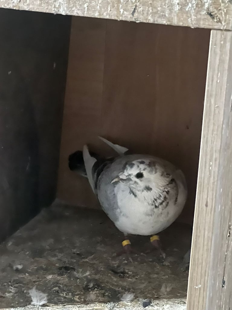 Beautiful pigeons for sale in Edinburgh from £10