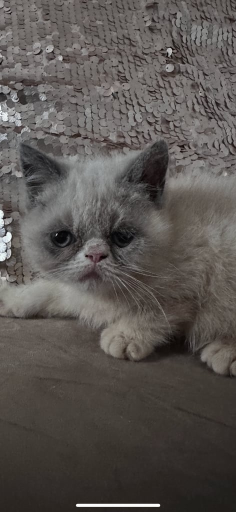 Persian Kittens For Sale