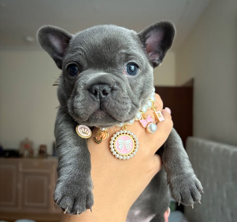 image for French Bulldog Puppy Girl