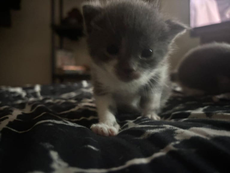 Beautiful russian blues/white and blue