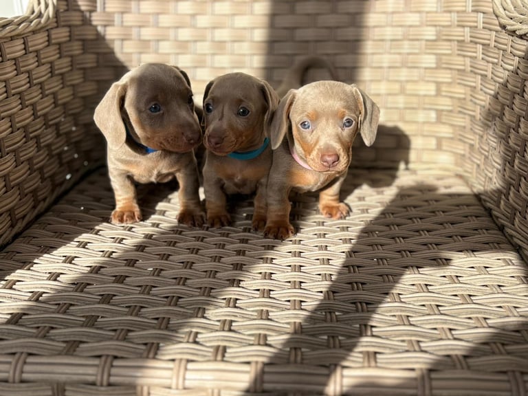 Miniature Dachshund puppies 