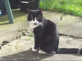 Lost cat, Derby