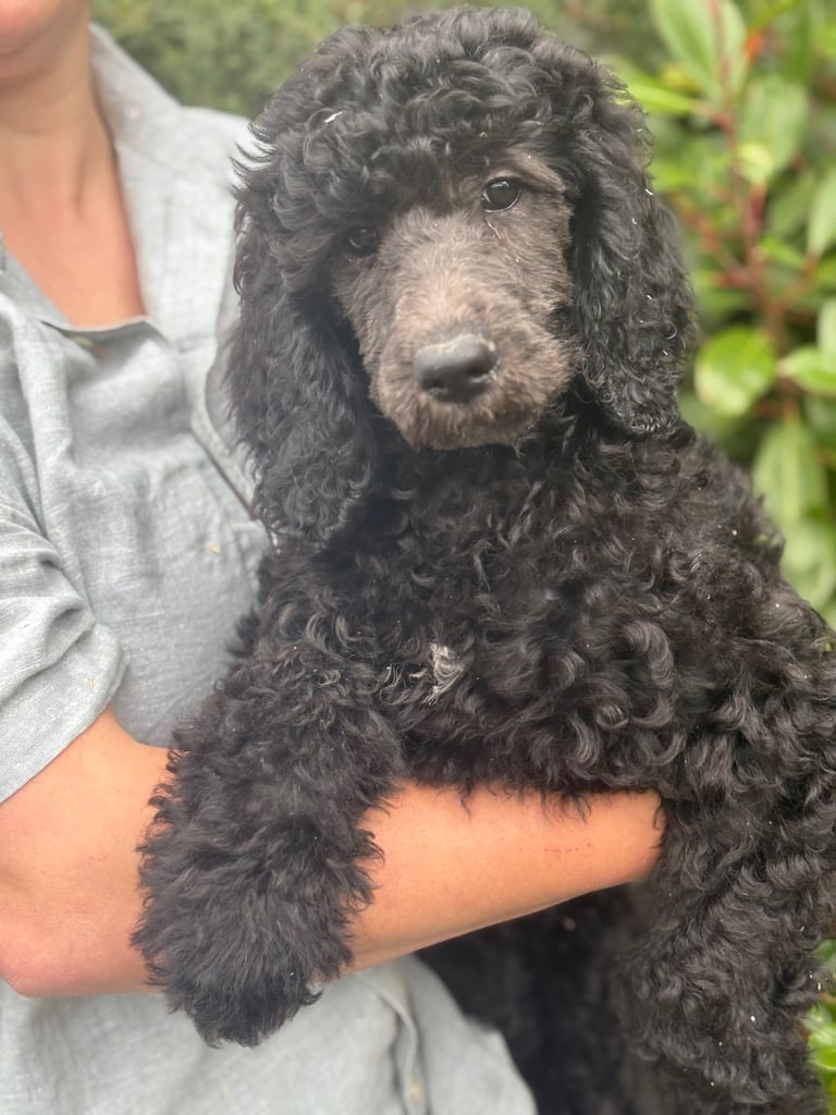 Pedigree kennel club registered standard poodle pups