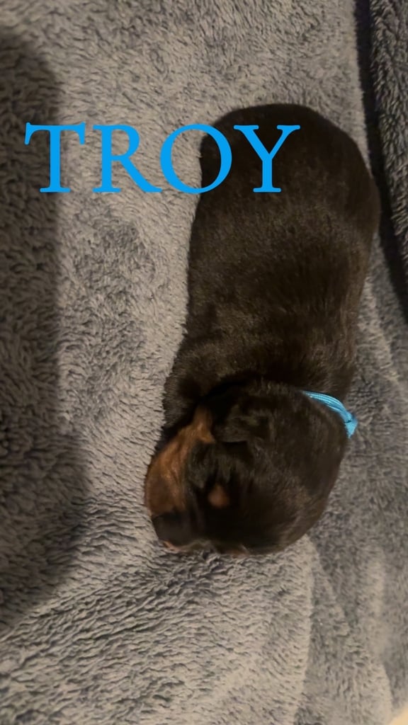 Rottweiler pups 