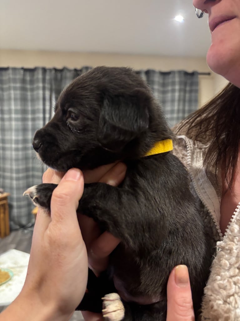 Lab/cockapoo puppies for sale
